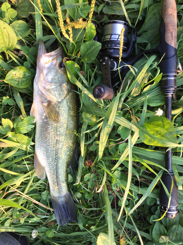 ブラックバスの釣果