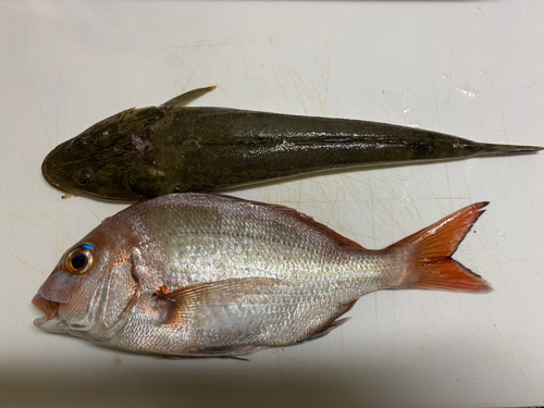 マダイの釣果