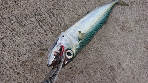 サバの釣果