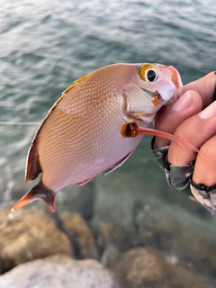 ヒメフエダイの釣果