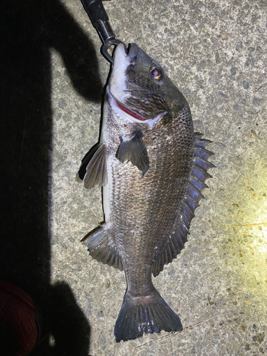 チヌの釣果