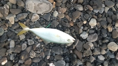 エソの釣果