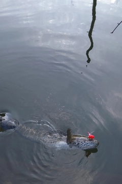 ライギョの釣果
