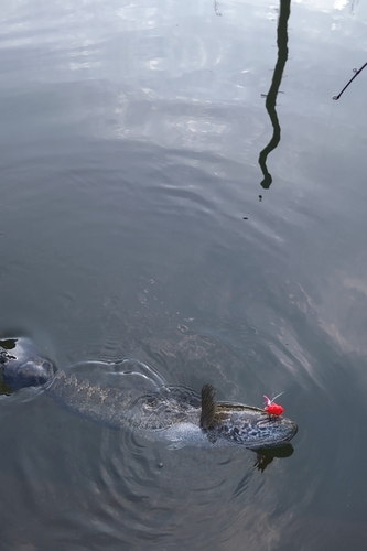 ライギョの釣果