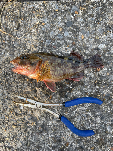 カサゴの釣果