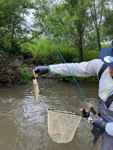 ブラウントラウトの釣果