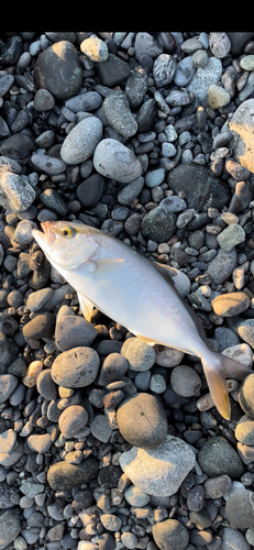 カンパチの釣果