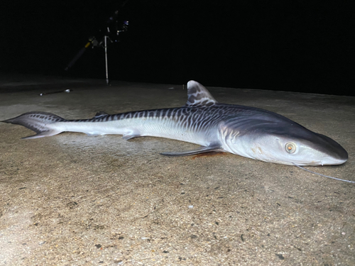 クチナジの釣果