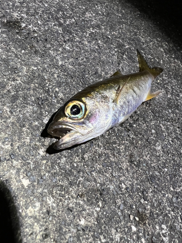 ムツの釣果