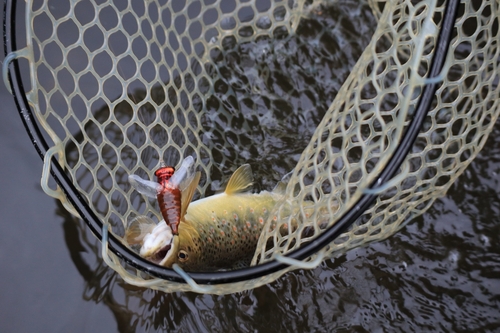 ブラウントラウトの釣果