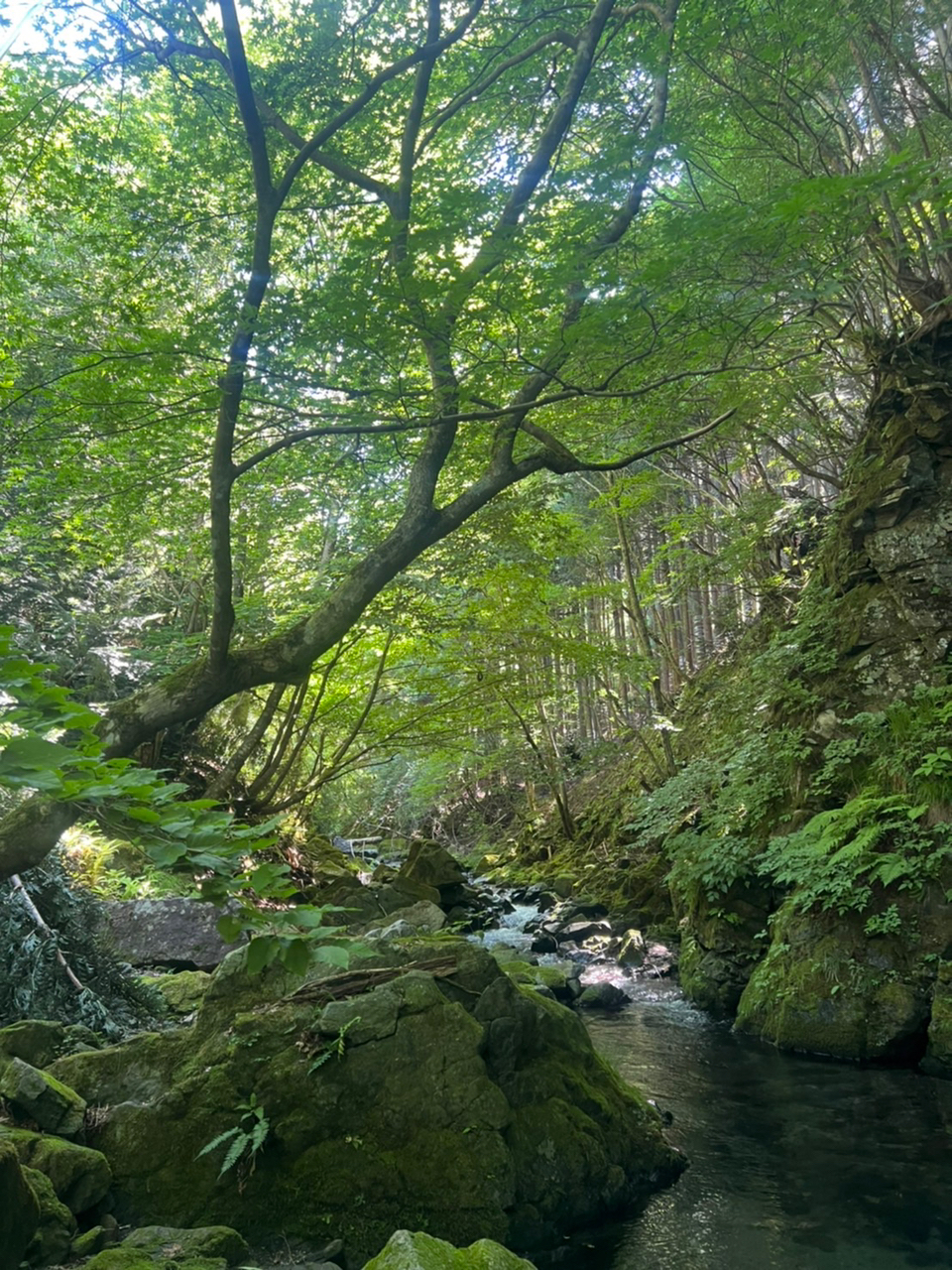 イワナ