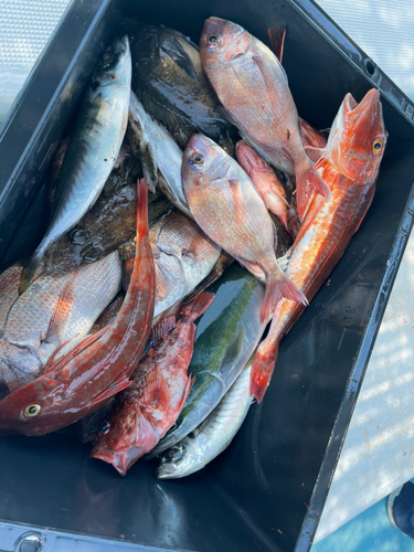 ハマチの釣果