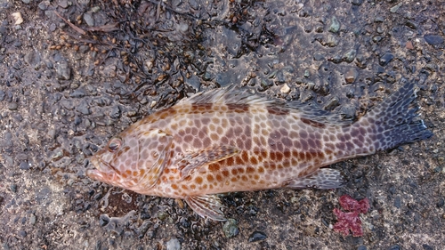 オオモンハタの釣果