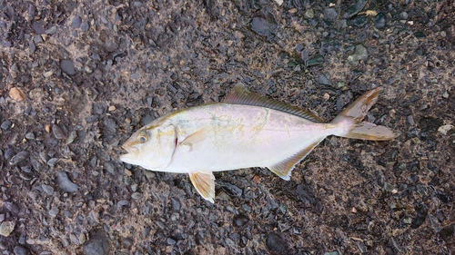 ショゴの釣果