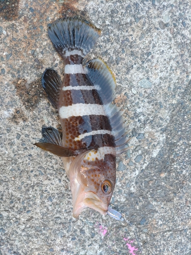 ハタの釣果