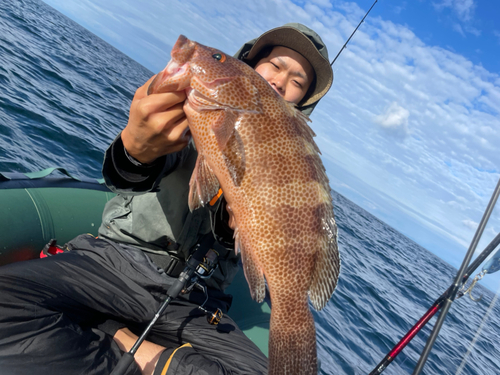 オオモンハタの釣果