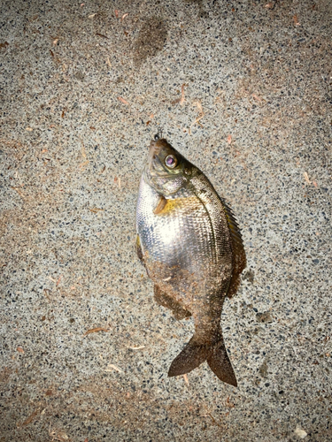 ウミタナゴの釣果