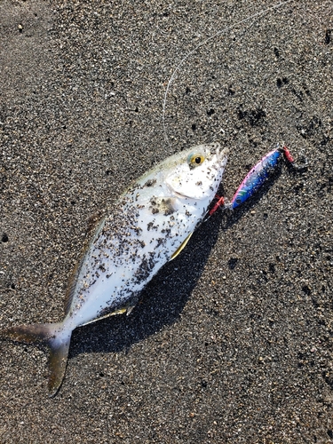 ショゴの釣果