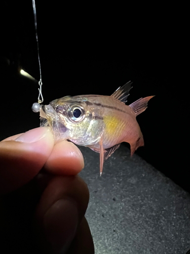 ネンブツダイの釣果