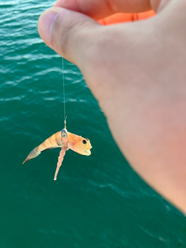 ハゼの釣果