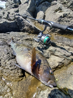 アブラコの釣果