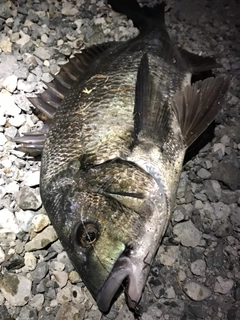 チヌの釣果