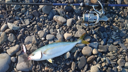 ワカシの釣果