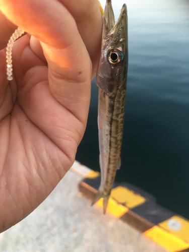 カマスの釣果