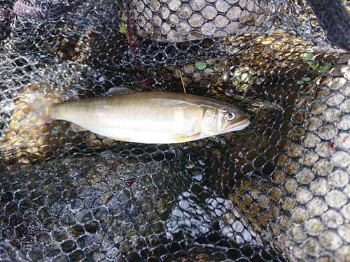 アユの釣果