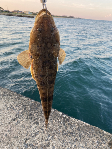 マゴチの釣果