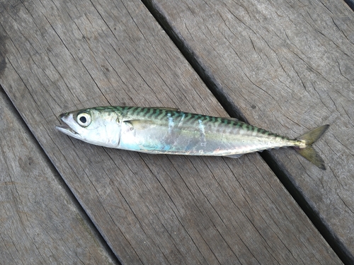 サバの釣果