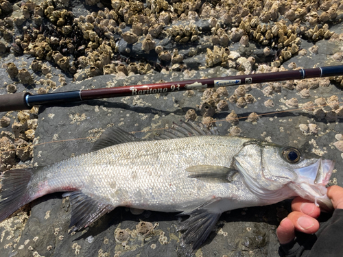 ヒラスズキの釣果