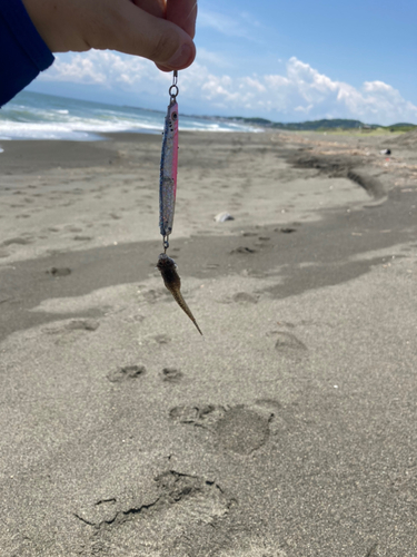 メゴチの釣果