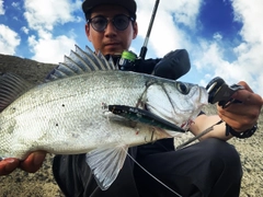 ヒラスズキの釣果