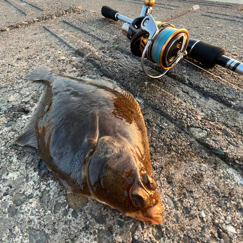 カレイの釣果