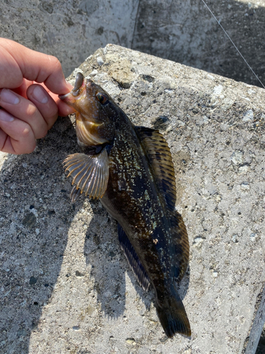 アブラコの釣果