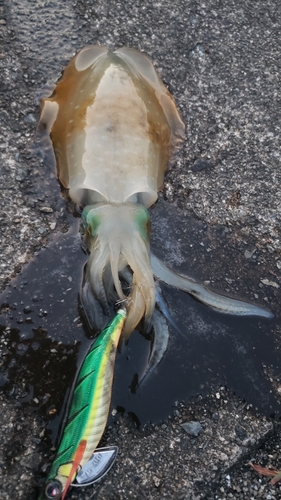 アオリイカの釣果