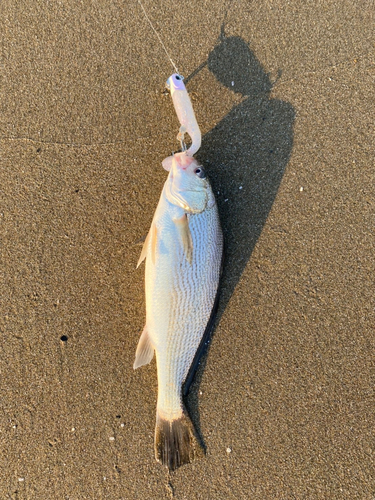 イシモチの釣果