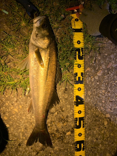 シーバスの釣果