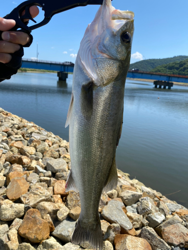 スズキの釣果