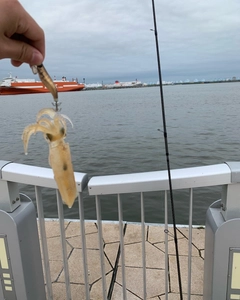 マメイカの釣果