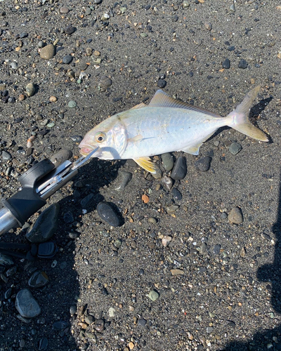 ショゴの釣果