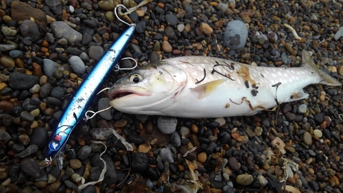 アメマスの釣果