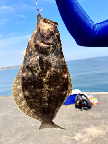 ヒラメの釣果