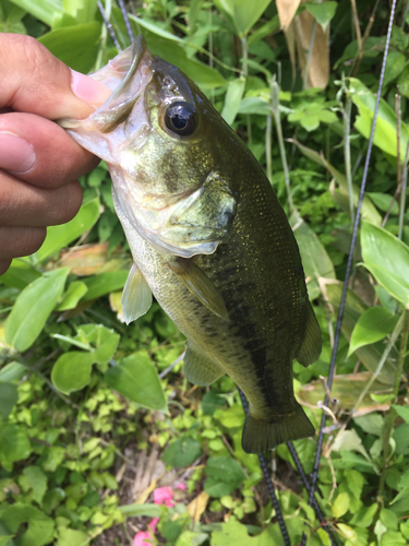 ラージマウスバスの釣果