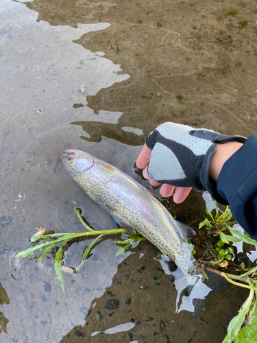 ニジマスの釣果