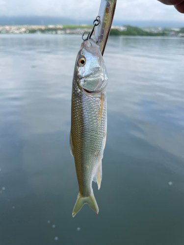 ハスの釣果