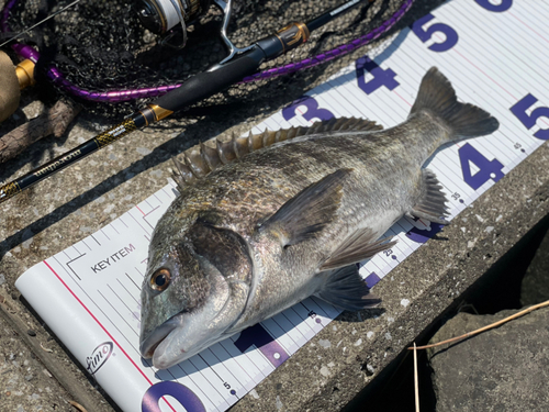 チヌの釣果