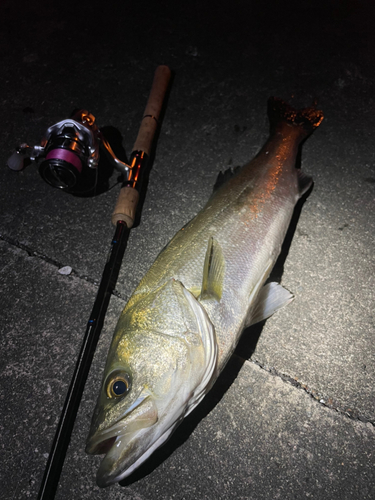 シーバスの釣果