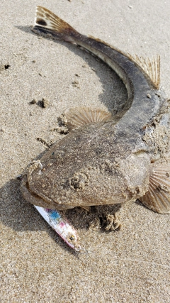 コチの釣果